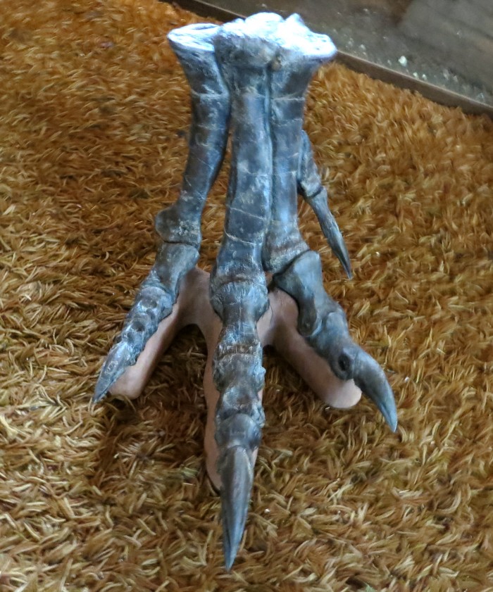 Allosaurus-skeletal-foot