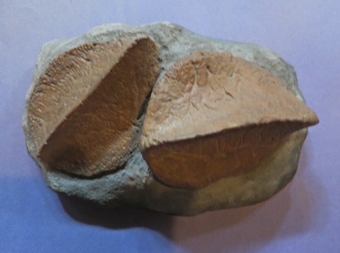Ankylosaurus scutes