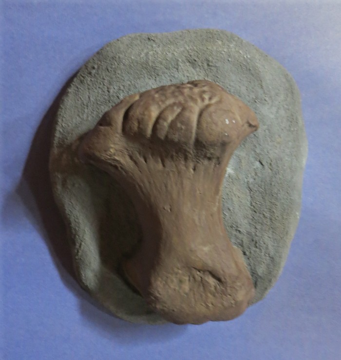 Ankylosaurus toe bone
