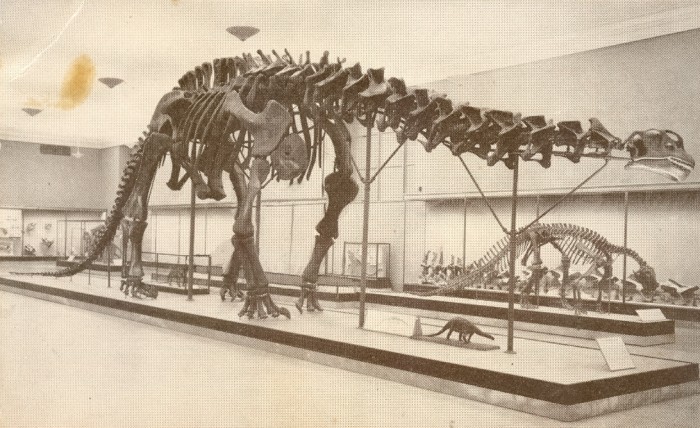 Apatosaurus skeleton