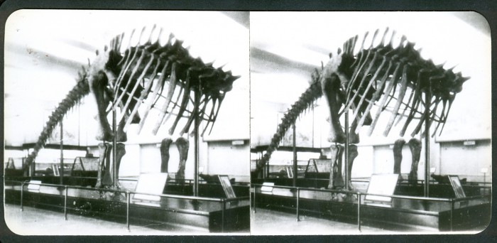 Apatosaurus8-700x342