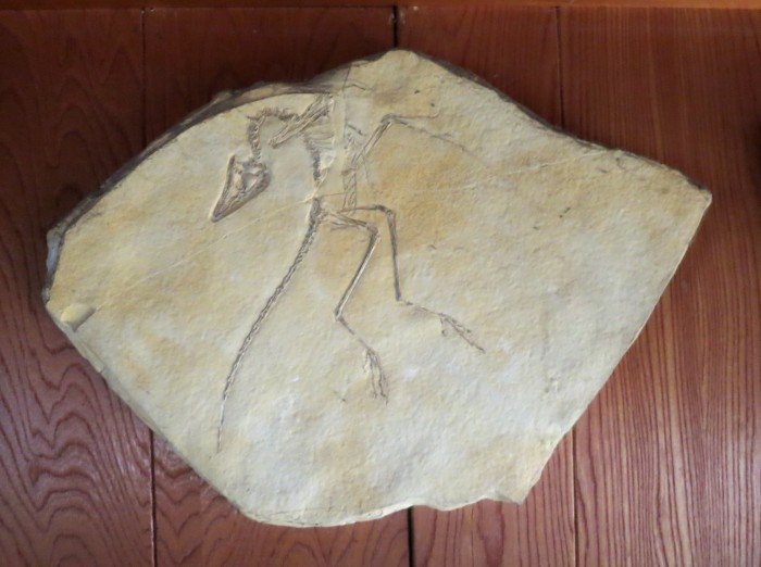 Archaeopteryx