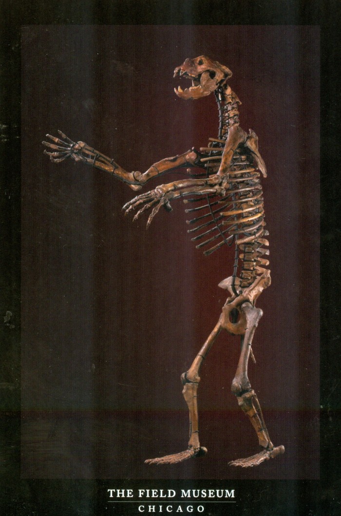 Arctodos skeleton