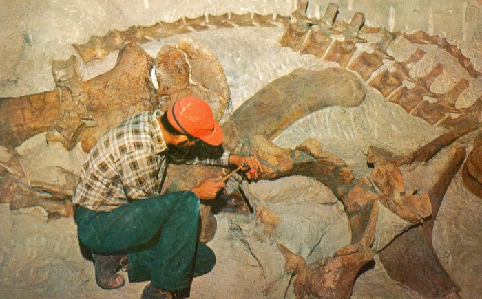 Camarasaurus