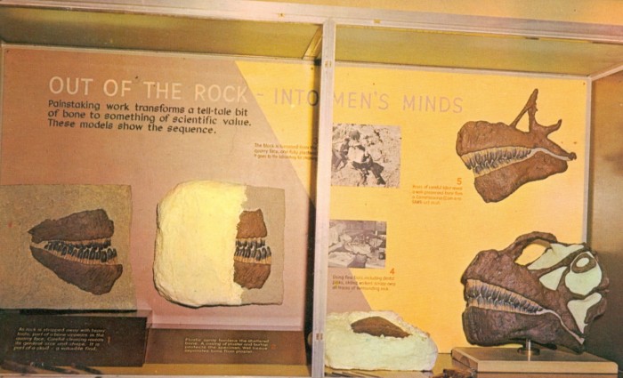 Camarasaurus exhibit