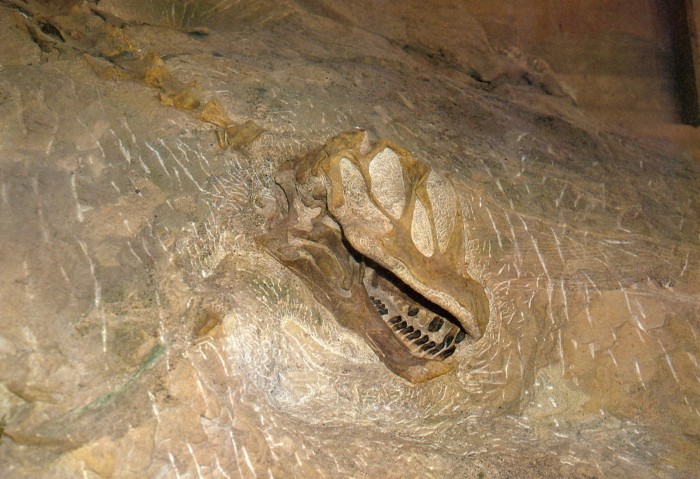 Camarasaurus skull