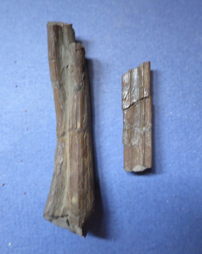 Daspletosaurus gastralia