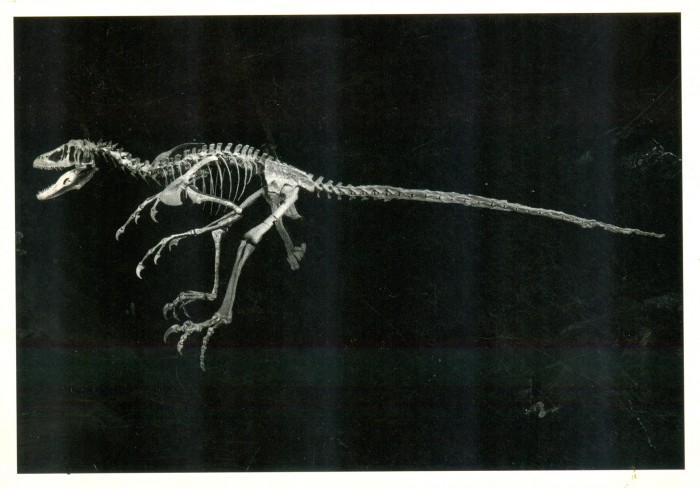 Deinonychus skeleton