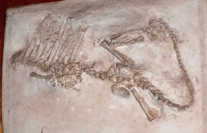 Dimetrodon-juvenile-