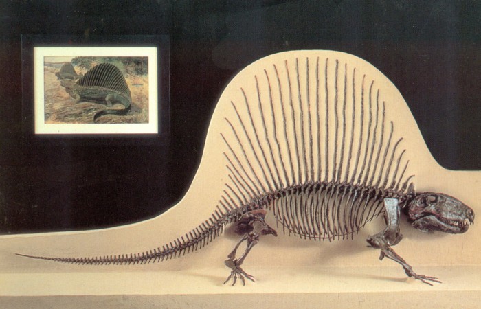 Dimetrodon