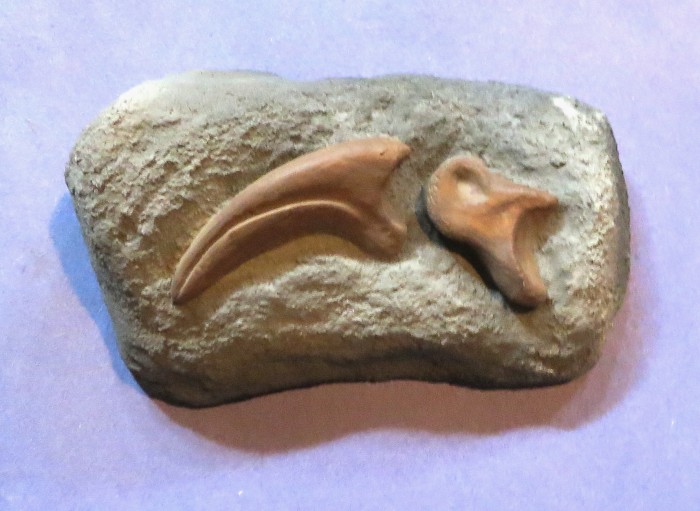 Dromaeosaurus claw