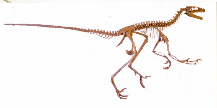 Dromaeosaurus
