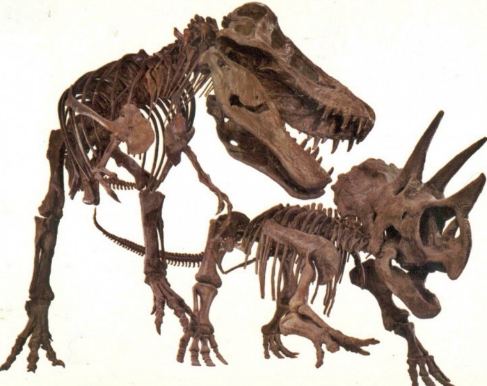Duelling-Dinosaurs-skeletons-1000x794