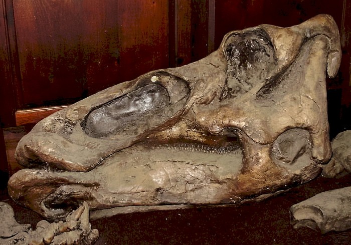 Edmontosaurus cast