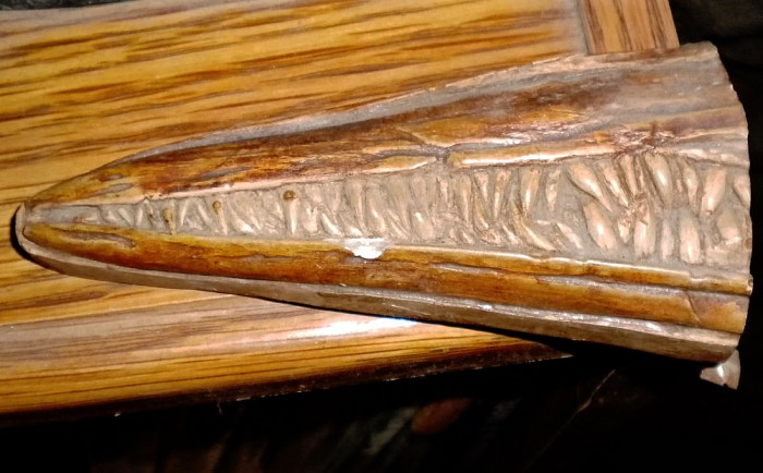 Icthyosaurus-snout-fossil