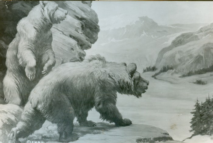 Knight cave bears
