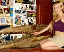 Mosasaur-skull