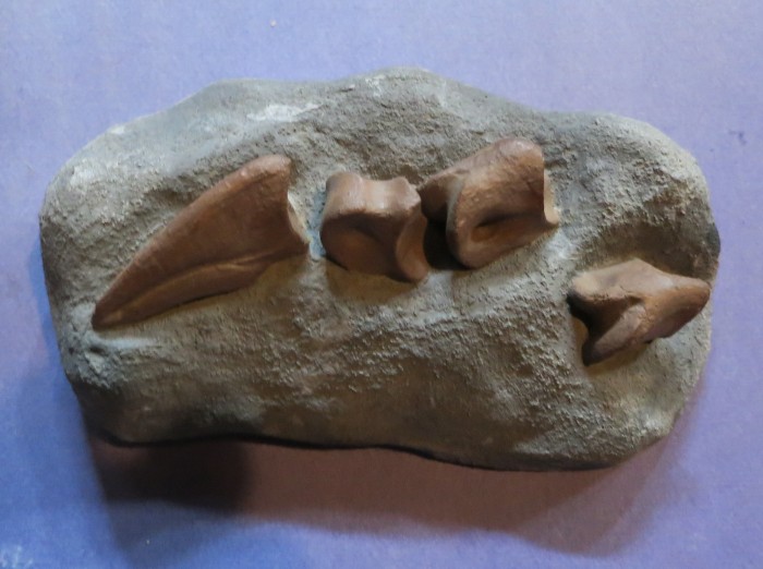 Ornithomimid toe bones