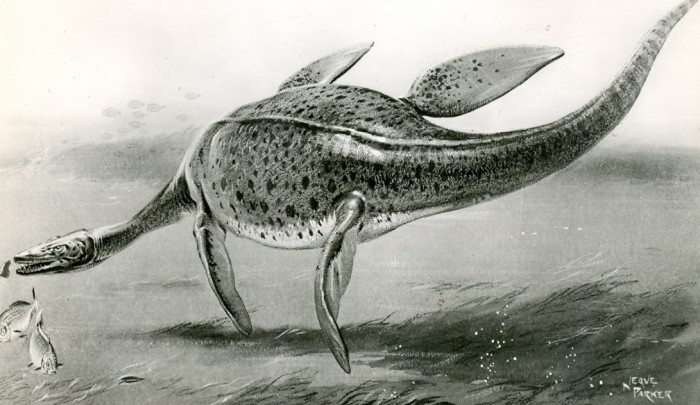 Parker plesiosaur