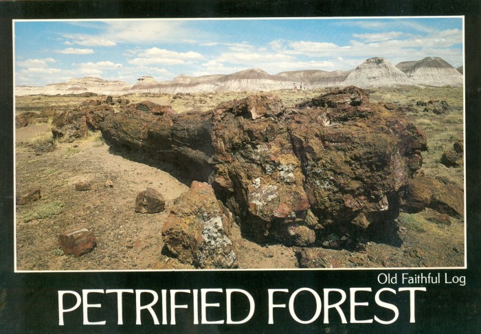 Petrified Forest, AZ postcard