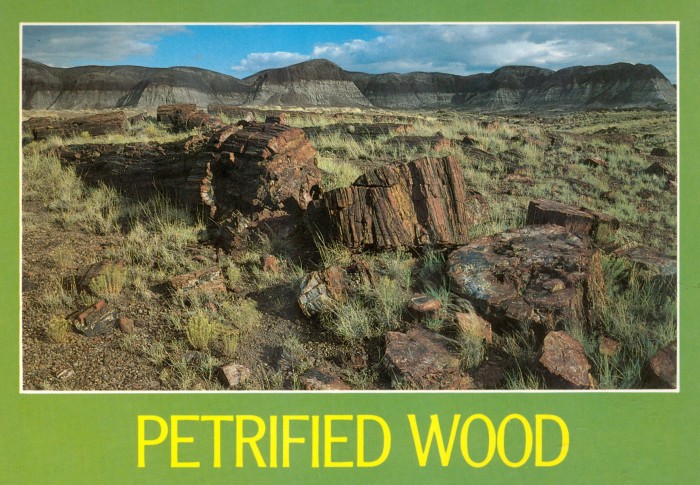 Petrified Wood