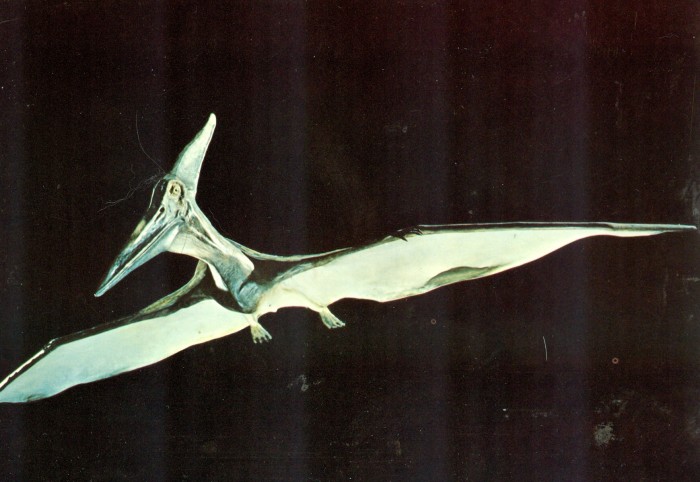 Pteranodon