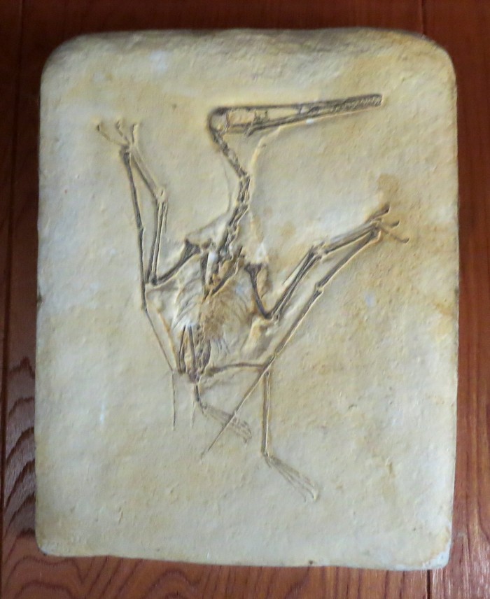 Pterodactylus skeleton