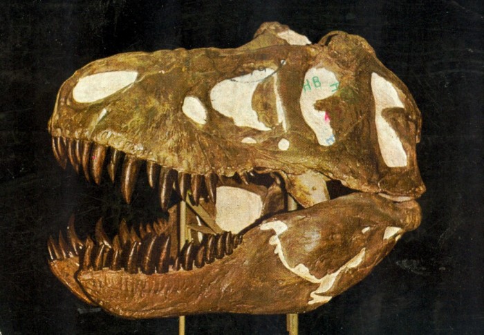 T. rex slull