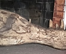 Tyrannosaurus-lower-jaw-1000x5542-700x3871