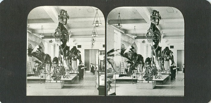 Tyrannosaurus-skeleton stereo view
