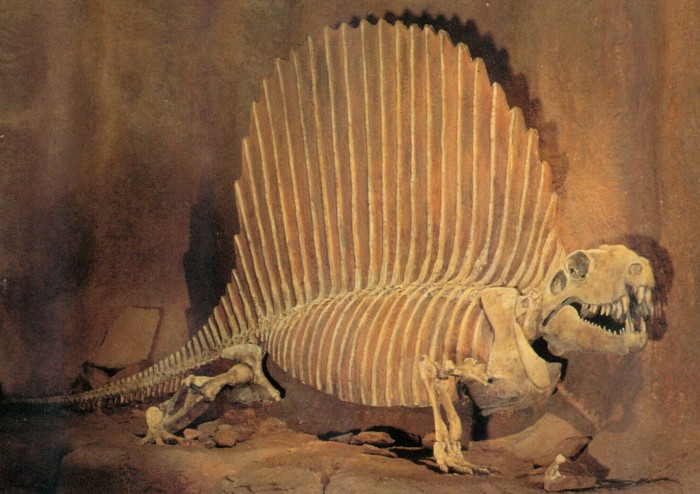 Tyrrell Dimetrodon