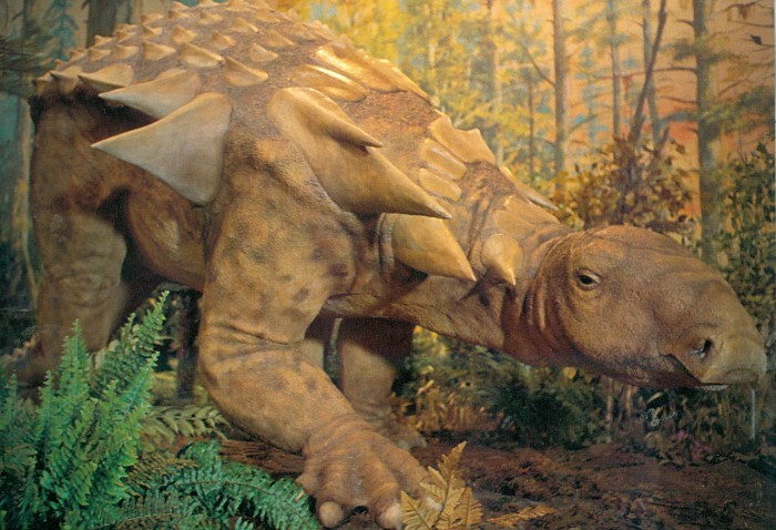 Tyrrell Edmontonia