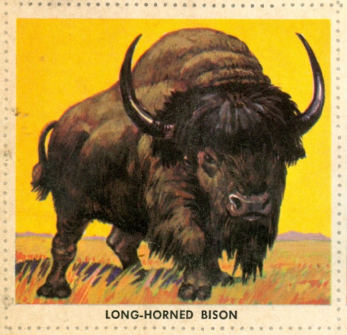 bison