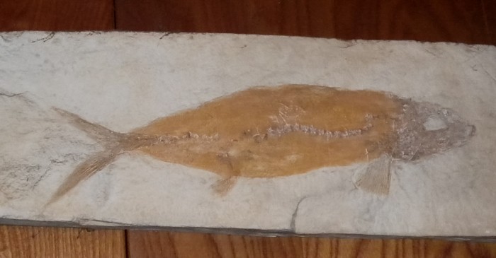 fish-1000x5221-700x365