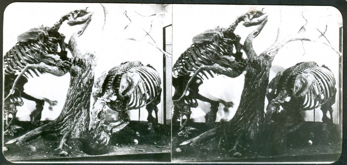 ground sloth skeletons