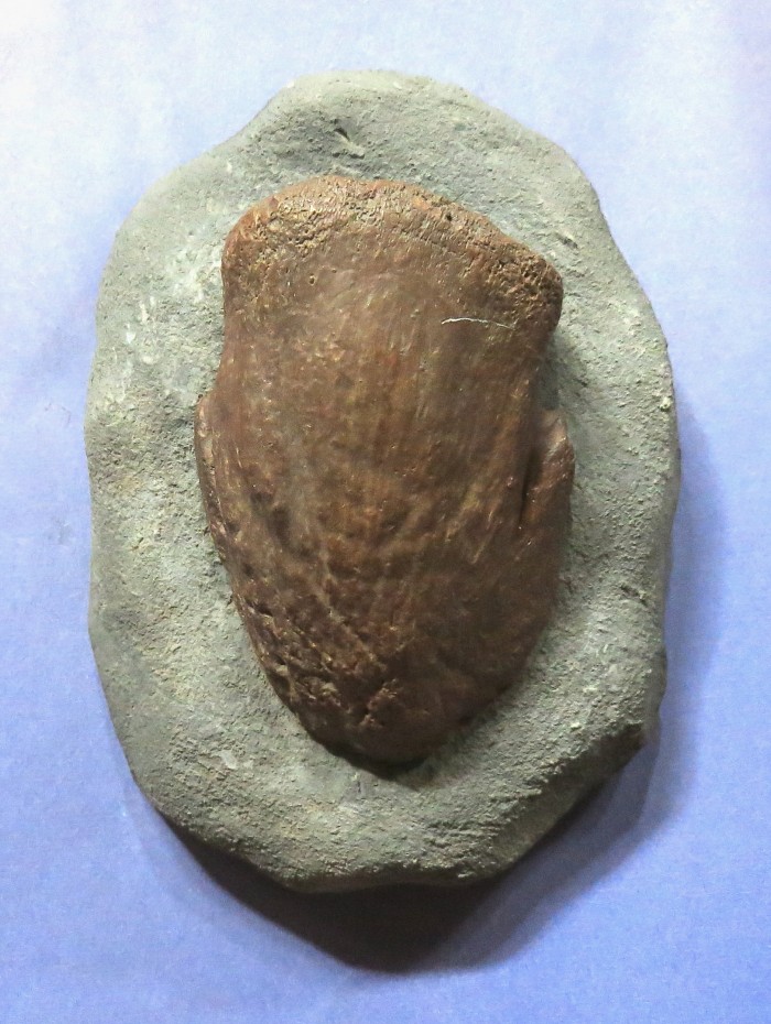 hadrosaur toe