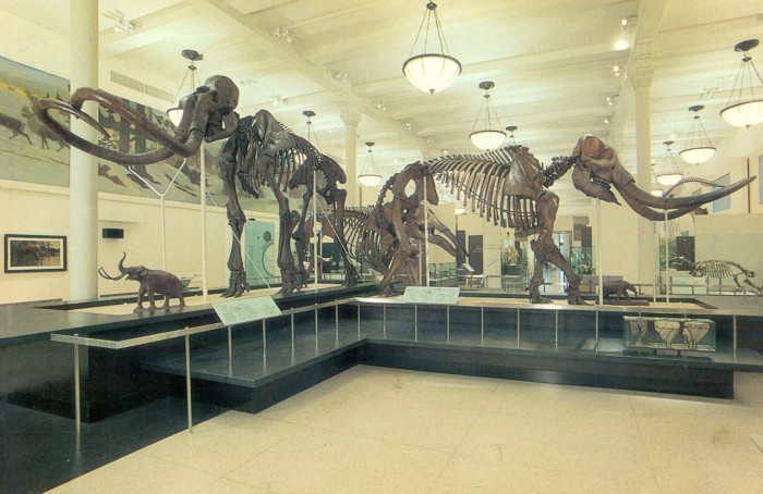mammoth & mastodon