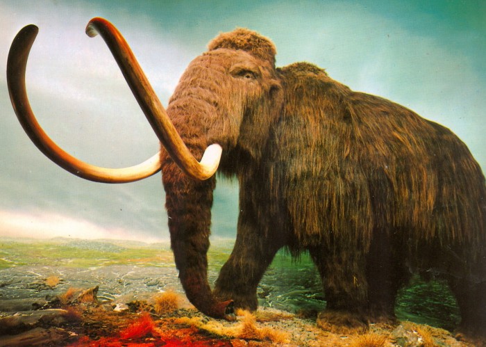 mammoth postcard