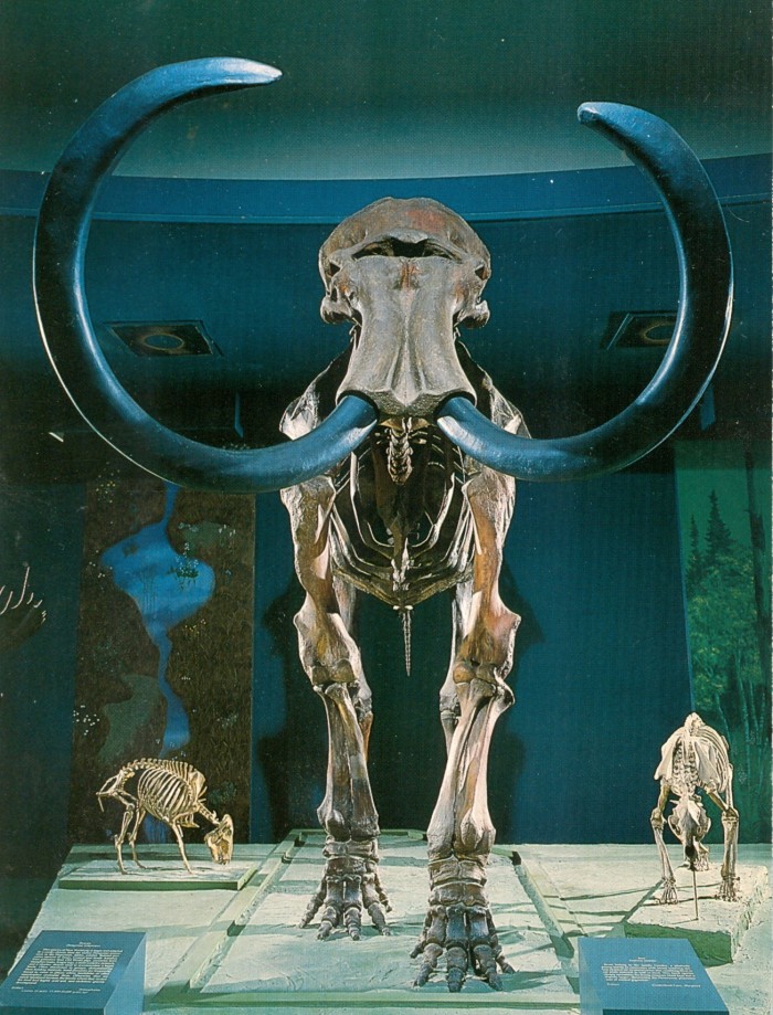 mammoth skeleton