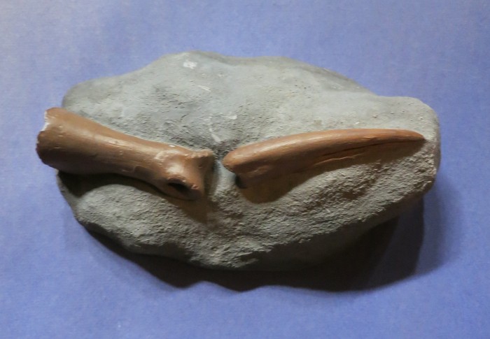ornithomimid finger bones