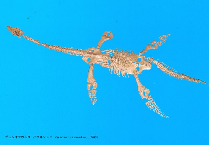 plesiosaur skeleton