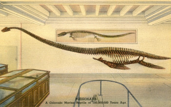 plesiosaur-skeleton
