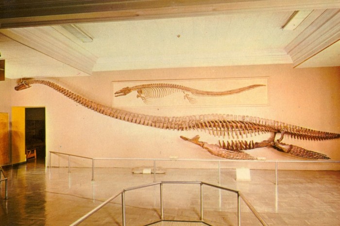 plesiosaur-skeleton