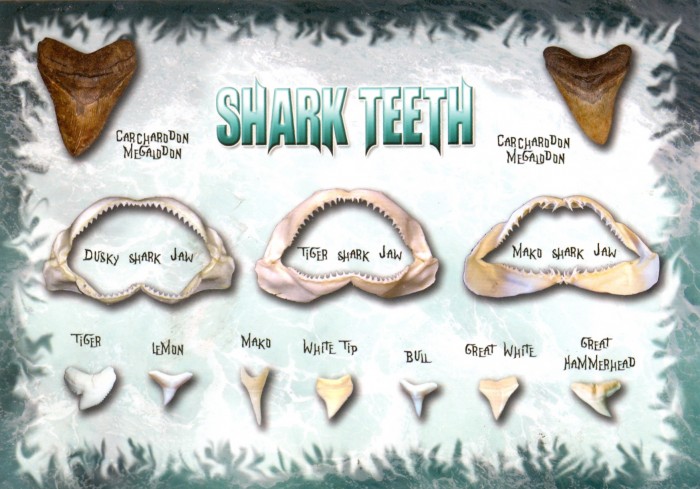 shark teeth