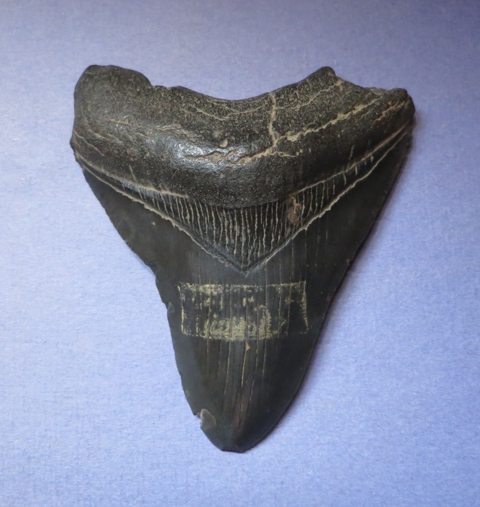 shark tooth