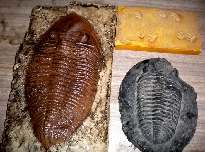 trilobite casts