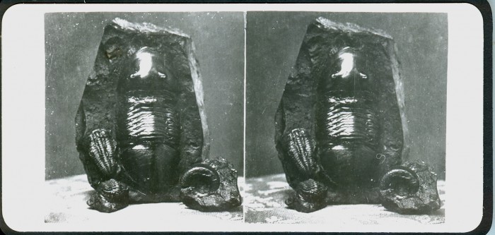 trilobite