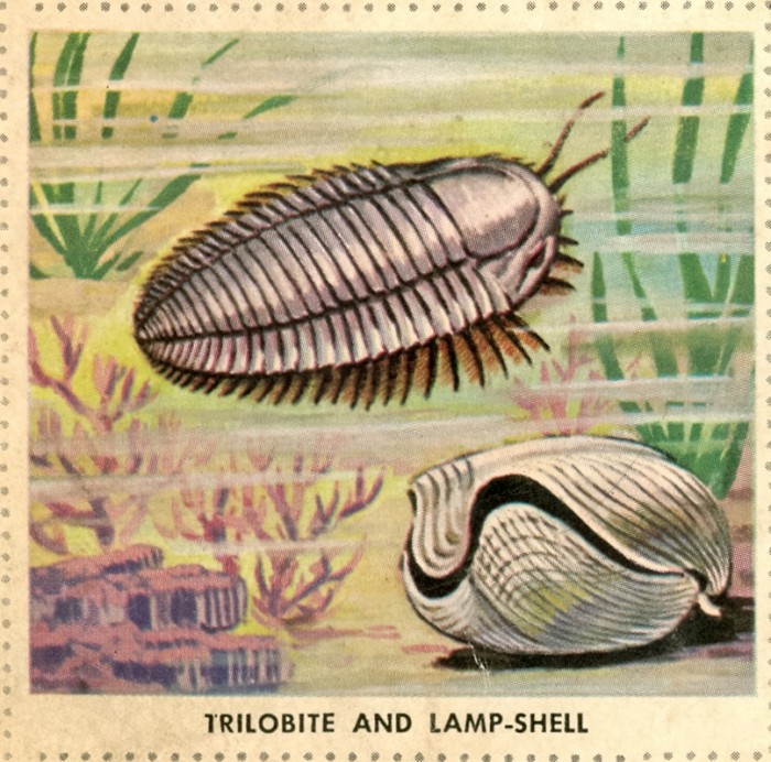 trilobite