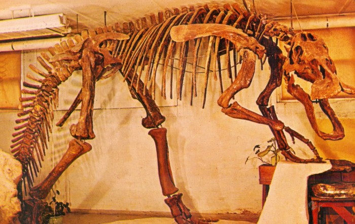 Edmontosaurus skeleton