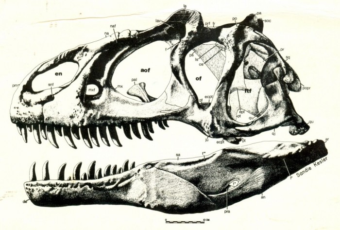 Allosaurus-skull-reconstruction-1000x676